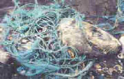 sealinfishingnet.jpg