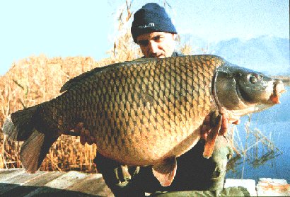 searivernewsletter102_carp.jpg