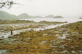 seaweedscotland.jpg