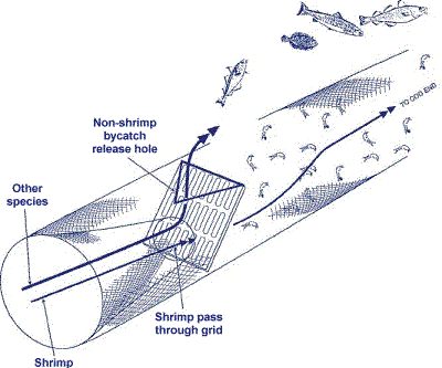 TRAWLS classified as active gear p2 of 4