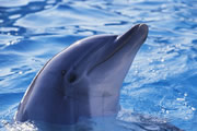 taggingmauisdolphin_180.jpg