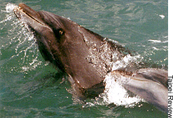 taipeirevdolphin.jpg