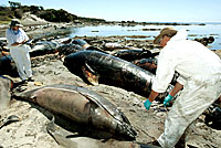 tasmanianwhale&dolphinstranding1.jpg