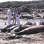 tasmanianwhale&dolphinstranding3.jpg