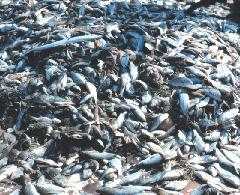 thousandsoffishkilledasbycatch.jpg