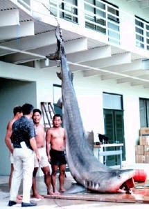 tigersharkoahu.jpg