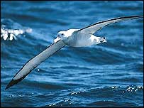 wanderingalbatrosst_palliser.jpg