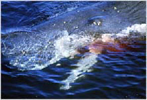 whalewandabeach.jpg