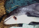 white-beakeddolphincrru.jpg