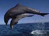 wildpic2.jpg
